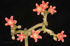 Marsdenia roylei